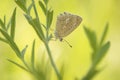 MeleagerÃ¢â¬â¢s blue butterfly resting in grass Royalty Free Stock Photo